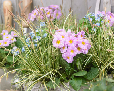 Carex oshimensis, Carex testacea, Carex morrowii, Container Panting, Sedge, Japanese Sedge, Evergreen Sedges, Variegated Sedges, Container planting